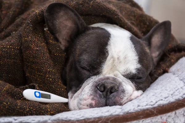 Bulldog Francés Envuelto Una Manta Está Descansando Con Fiebre — Foto de Stock