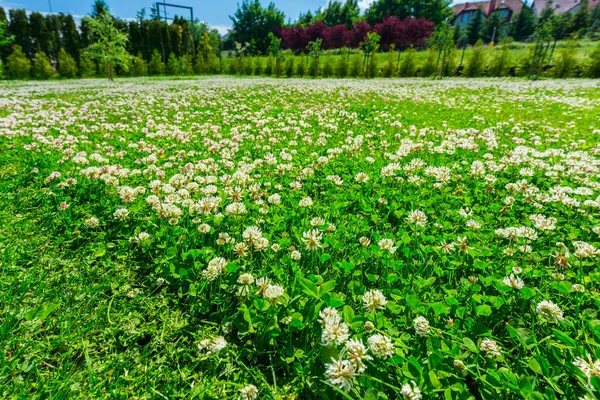 庭の開花クローバーで芝生を刈る — ストック写真