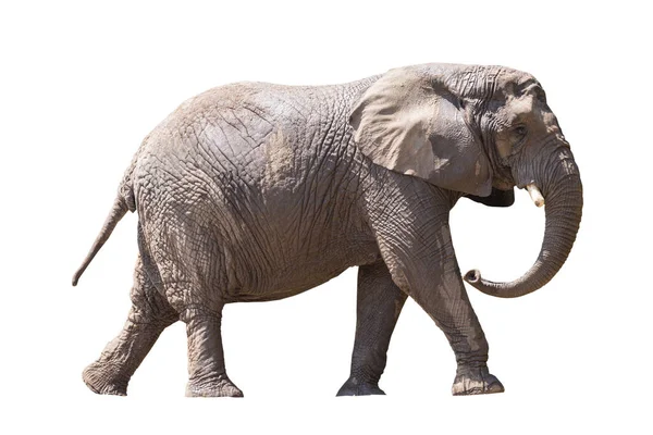 Африканский Слон Изолирован Белом — стоковое фото
