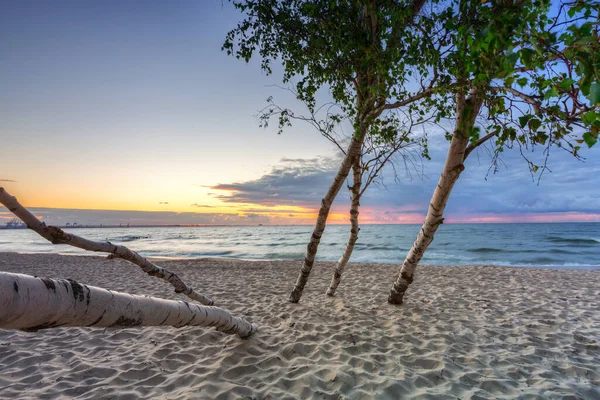 Belo Pôr Sol Sobre Uma Praia Com Bétulas Junto Mar — Fotografia de Stock
