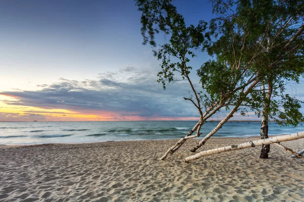 Belo Pôr Sol Sobre Uma Praia Com Bétulas Junto Mar — Fotografia de Stock