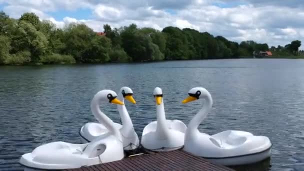 Όμορφες Βάρκες Κύκνων Στη Λίμνη Καλοκαίρι Πολωνία — Αρχείο Βίντεο