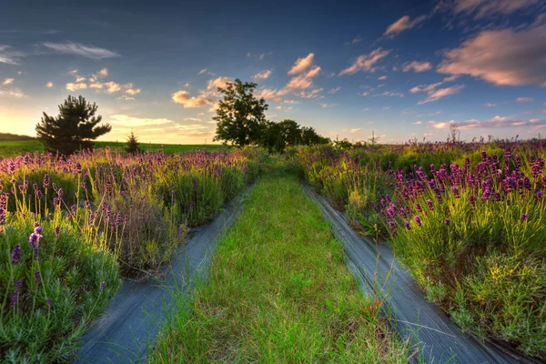Lavendelfeld Bei Sonnenuntergang Polen — Stockfoto