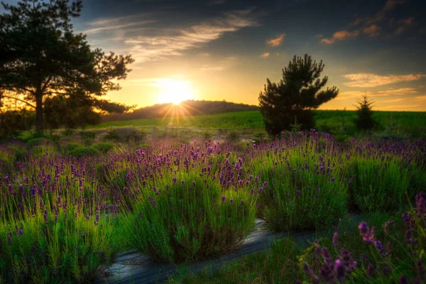 Lavendelveld Bij Zonsondergang Polen — Stockfoto