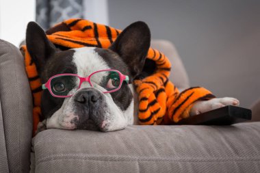 Turuncu kaplan bornozlu Fransız bulldog 'u uzaktan kumandalı koltukta televizyon izliyor.