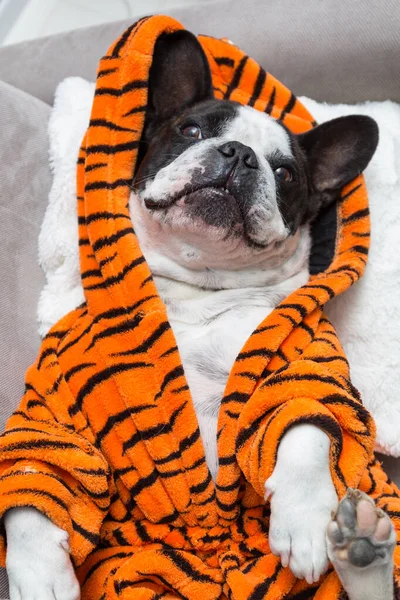 Bulldog Perancis Berbaring Santai Jubah Mandi Harimau Oranye — Stok Foto