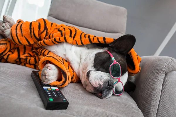 Buldogue Francês Laranja Tigre Roupão Dormir Cadeira Braço Com Controle — Fotografia de Stock