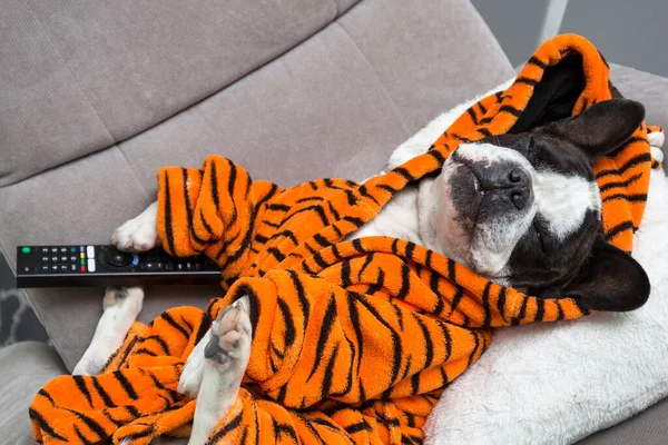 Bouledogue Français Peignoir Orange Tigre Regarder Télévision Sur Fauteuil Avec — Photo