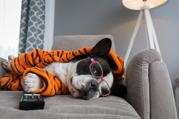 Francia Bulldog Narancssárga Tigris Fürdőköpeny Nézni Karosszéken Távirányítóval — Stock Fotó