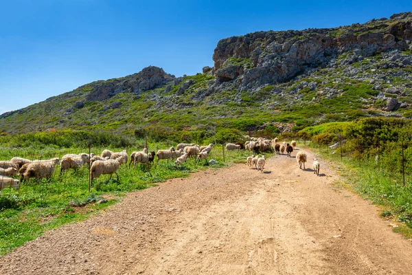 Schotterstraße Und Schafherde Auf Kreta Griechenland — Stockfoto
