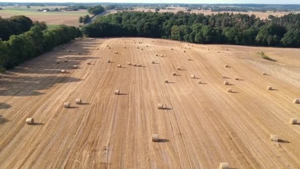 ポーランドで収穫後の畑に干し草の山のある素晴らしい風景 — ストック動画