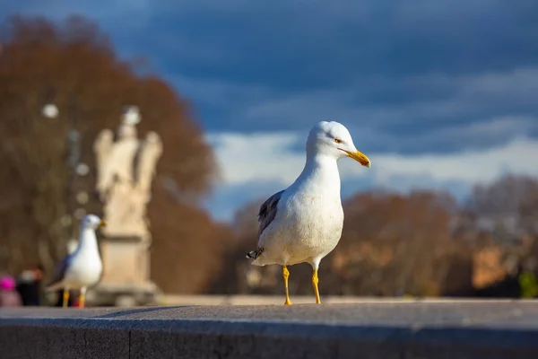 Siège Mouette Pont Saint Ange Rome Italie — Photo