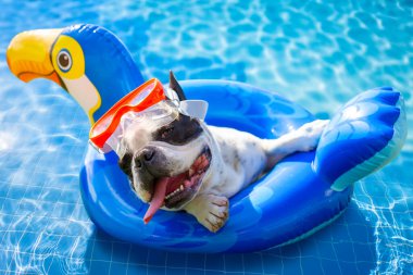 Fransız bulldog havuzda şişme bir tekerleğin üzerinde dinleniyor.