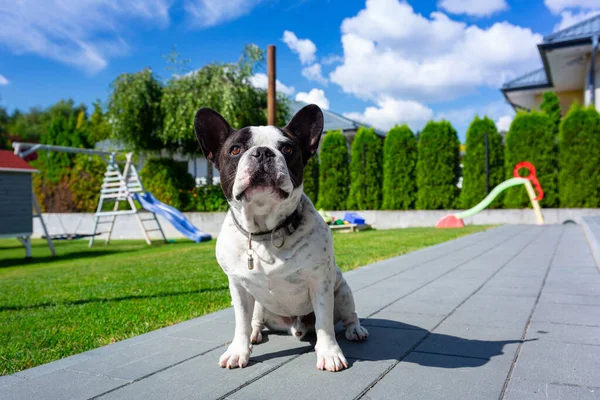 Bulldog Francés Está Descansando Jardín Soleado Con Césped Verde — Foto de Stock