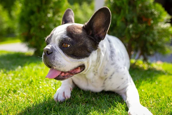 Bulldog Francés Está Descansando Jardín Soleado Con Césped Verde — Foto de Stock