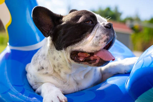 法国斗牛犬在游泳池边的一个充气轮子上休息 — 图库照片