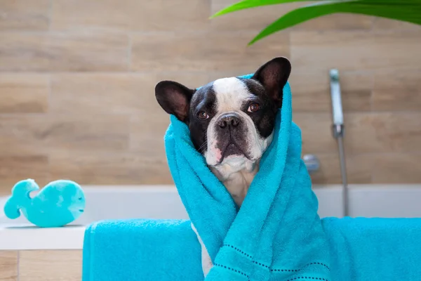 Hermoso Bulldog Francés Una Toalla Después Bañarse Bañera — Foto de Stock