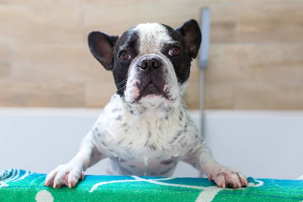 Mooie Franse Bulldog Een Handdoek Het Baden Het Bad — Stockfoto