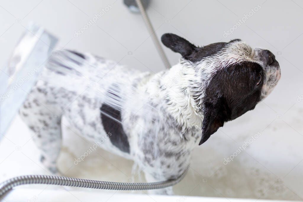 French Bulldog bathes in a bathtub with foam