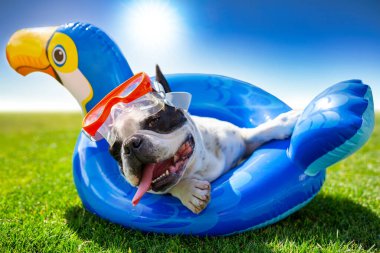 Fransız bulldog bahçede şişirilebilir bir tekerlekte dinleniyor.