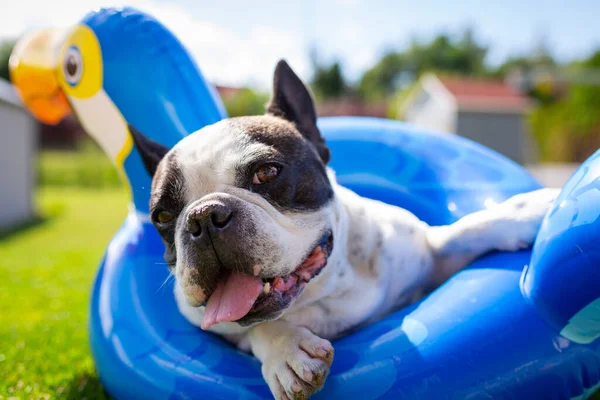 Bulldog Francés Descansando Sobre Una Rueda Inflable Jardín — Foto de Stock