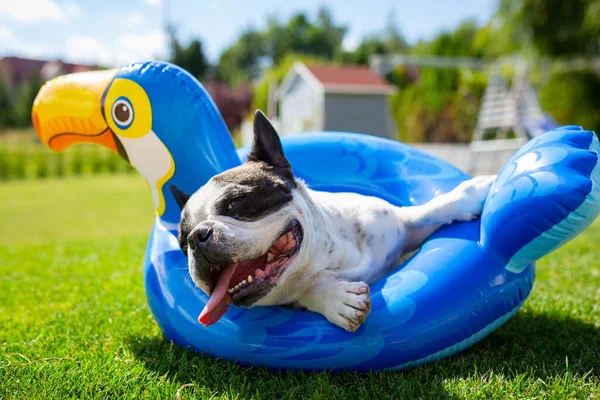 Fransk Bulldogg Vilar Ett Uppblåsbart Hjul Vid Trädgården — Stockfoto