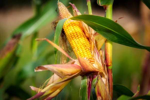 夏田里玉米芯上的玉米 — 图库照片
