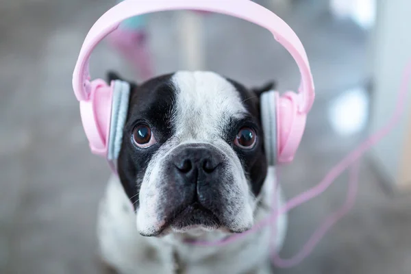 Bulldog Francese Ascolta Musica Sulle Cuffie Rosa Casa — Foto Stock