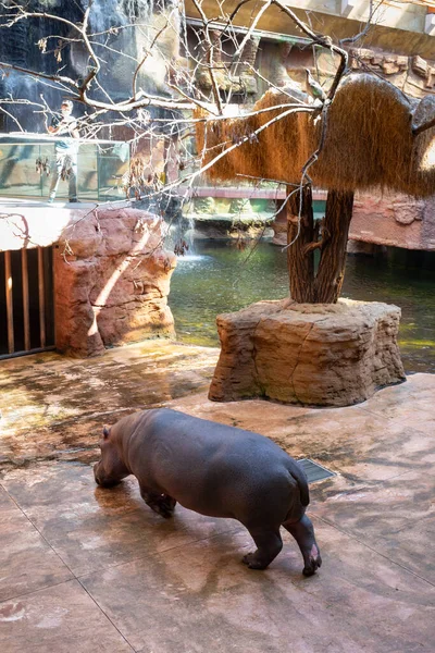 Wrocław Polska Września 2020 Wybieg Hipopotamów Africarium Wrocławskiego Zoo Polska — Zdjęcie stockowe