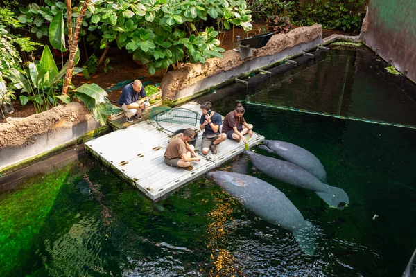 Wroclaw Poland September 2020 West Indian Manatees Aquarium Wroclaw Zoo — Stock Photo, Image