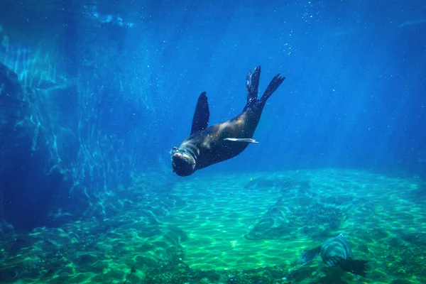 Sello Nadando Bajo Agua Acuario Natural — Foto de Stock