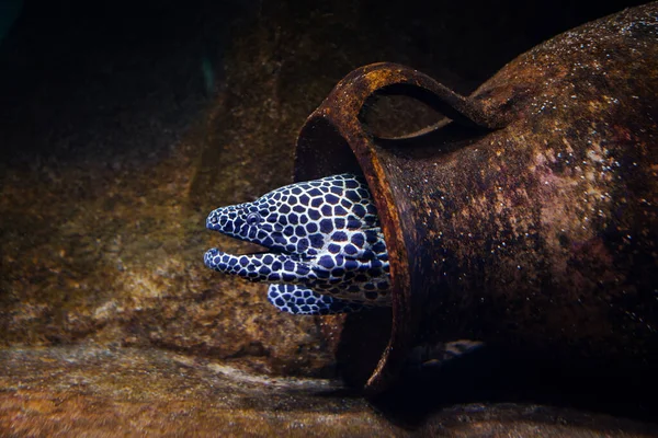 Moray Anguille Cachée Dans Une Vieille Cruche Fond — Photo