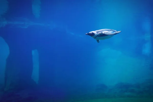 Tučňák Plavání Pod Vodou Přírodním Akváriu — Stock fotografie