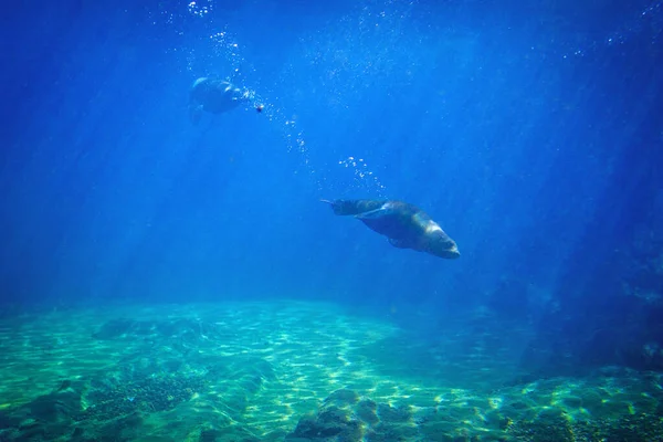 Seal swimming underwater in a natural aquarium