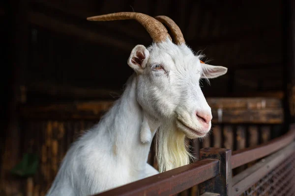 干し草の納屋でヤギ — ストック写真
