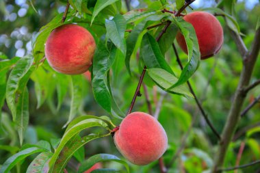 Bahçedeki ağaçta olgunlaşan kırmızı şeftaliler.