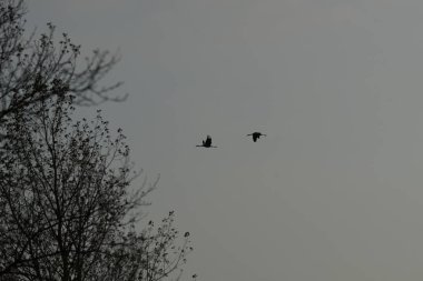 gökyüzü uçuş üzerinde iki Vinçler