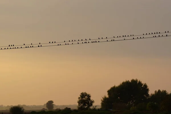 Kuşlar Sonbaharda Bir Yol — Stok fotoğraf