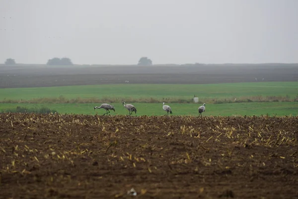 Kraniche Auf Nahrungssuche Auf Dem Feld — Stockfoto