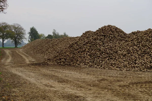 Suikerbieten Landbouw Stockfoto