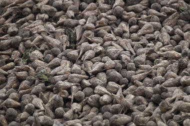 Şeker pancarı bir kira