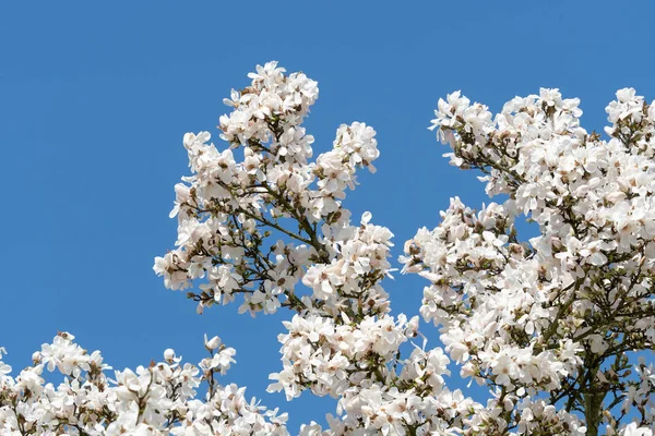 Magnolie Weiße Blütenbaumblüten Über Blauem Himmel Frühling Floralen Hintergrund — Stockfoto