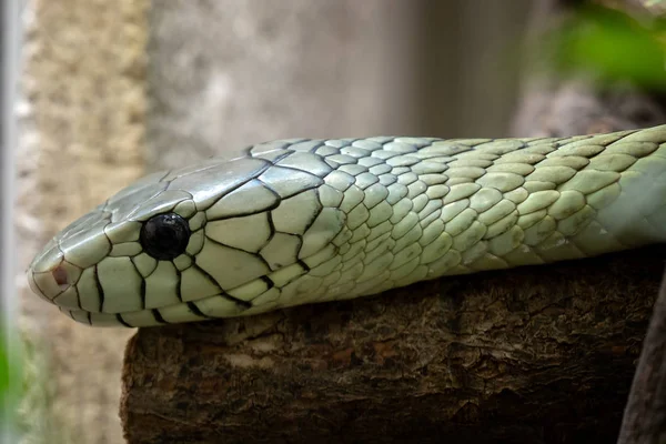 Venomous Bush Viper Atheris Squamigera Tree Stock Photo by ©xtrekx 568641852