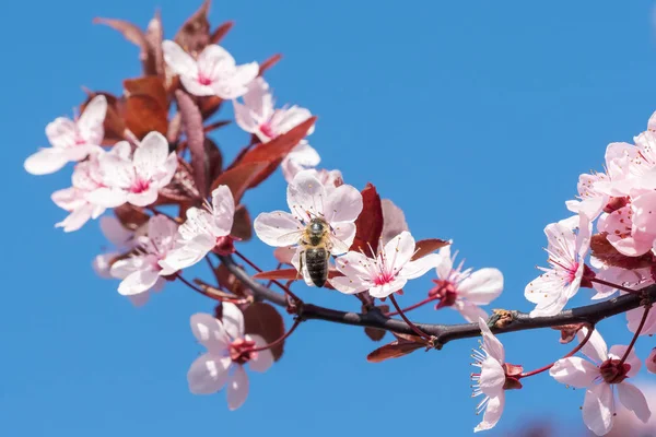 Abeja Una Flor Cerezo Rosa Fondo Floral Primavera Sobre Cielo —  Fotos de Stock