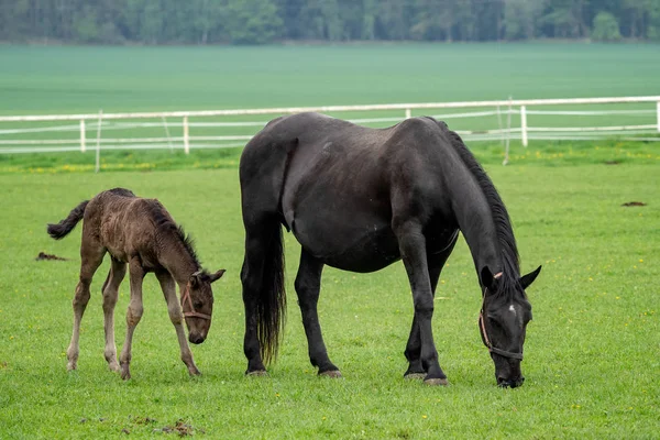 Zwart Kladrubisch Paard Merrie Met Veulen — Stockfoto