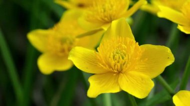 Baharda çiçek açan düğün çiçeği (tipik acris)