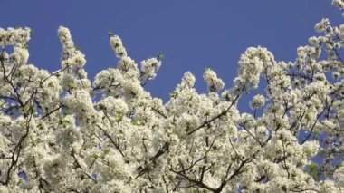 Kiraz çiçekleri, mavi gökyüzünün arka planında beyaz çiçekler.