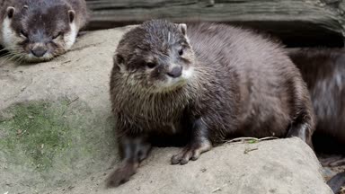 Asyalı küçük pençeli su samuru (Amblonyx cinereus) kürk temizler