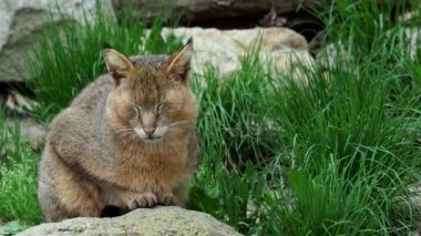 Güzel bir kedi portresi. Felis chaus doğal taş. 