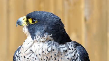 Peregrine falcon (Falco peregrinus) bir yırtıcı kuş portre.